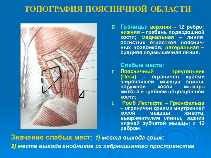 ТОПОГРАФИЯ ПОЯСНИЧНОЙ ОБЛАСТИ Границы: верхняя – 12 ребро; нижняя – гребень подвздошной