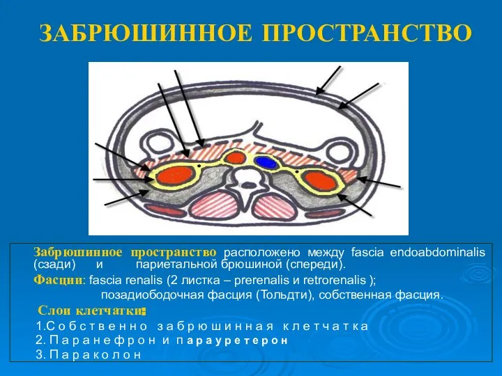 ЗАБРЮШИННОЕ ПРОСТРАНСТВО Забрюшинное пространство расположено между fascia endoabdominalis (сзади) и париетальной брюшиной