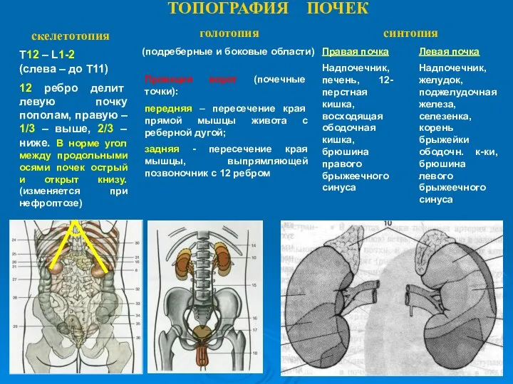 ТОПОГРАФИЯ ПОЧЕК Проекция ворот (почечные точки): передняя – пересечение края прямой мышцы