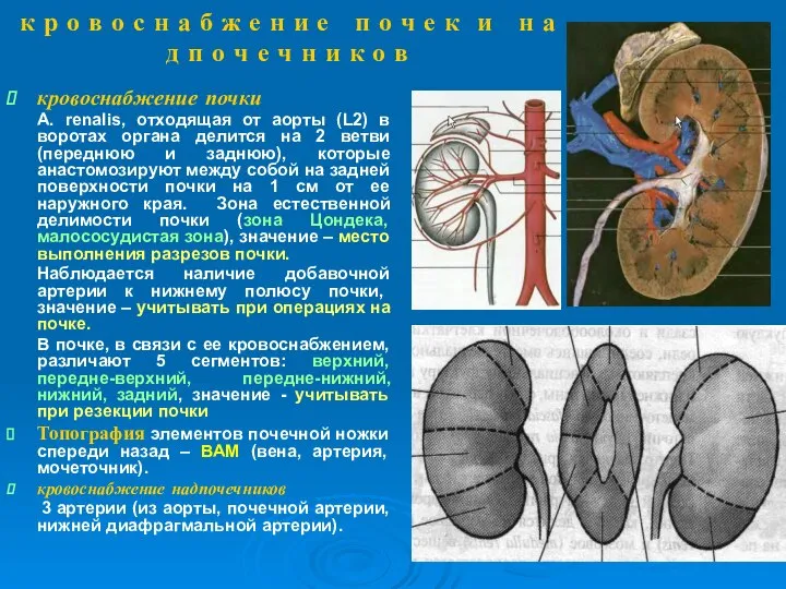 к р о в о с н а б ж е н