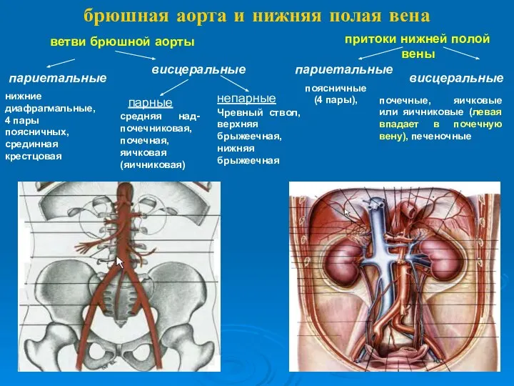 брюшная аорта и нижняя полая вена ветви брюшной аорты париетальные висцеральные парные