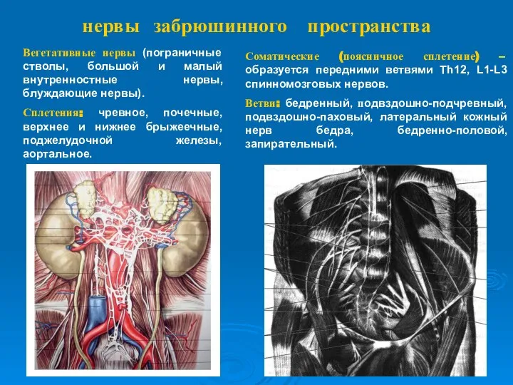 нервы забрюшинного пространства Соматические (поясничное сплетение) – образуется передними ветвями Th12, L1-L3