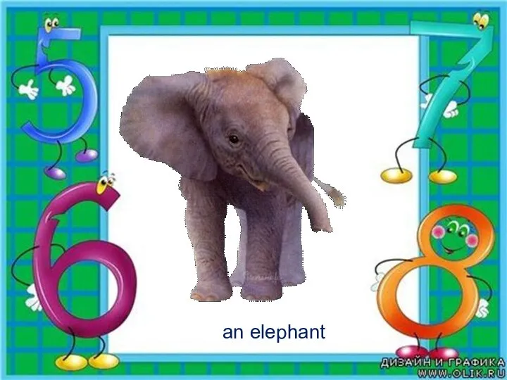 an elephant