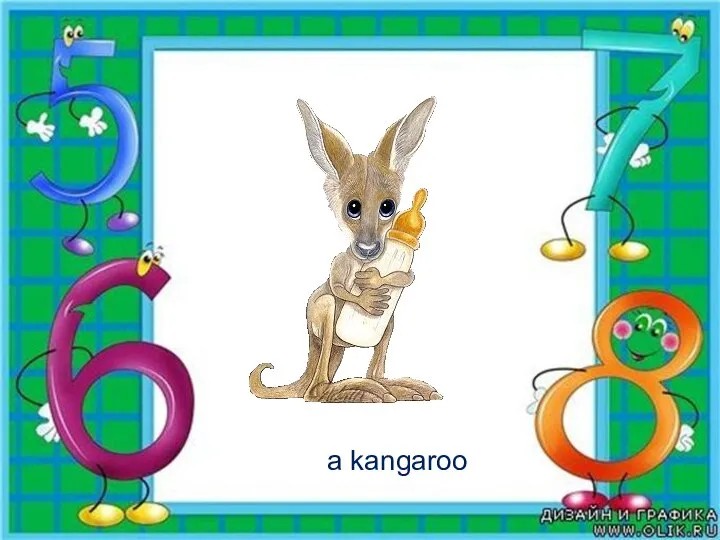 a kangaroo