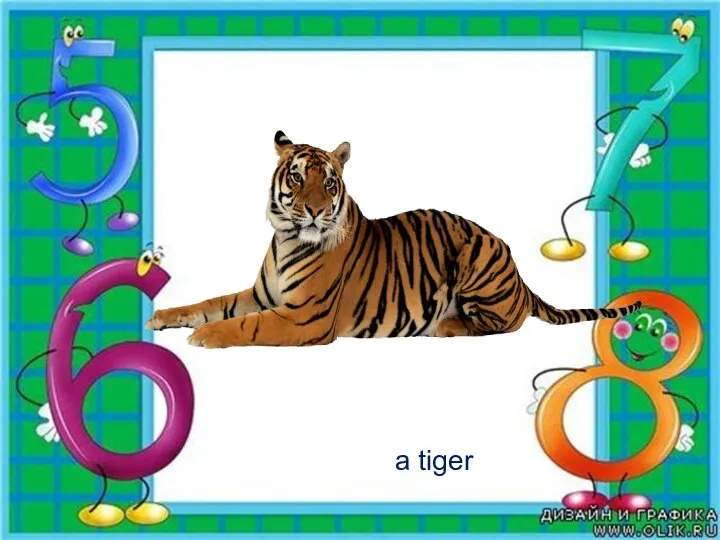 a tiger