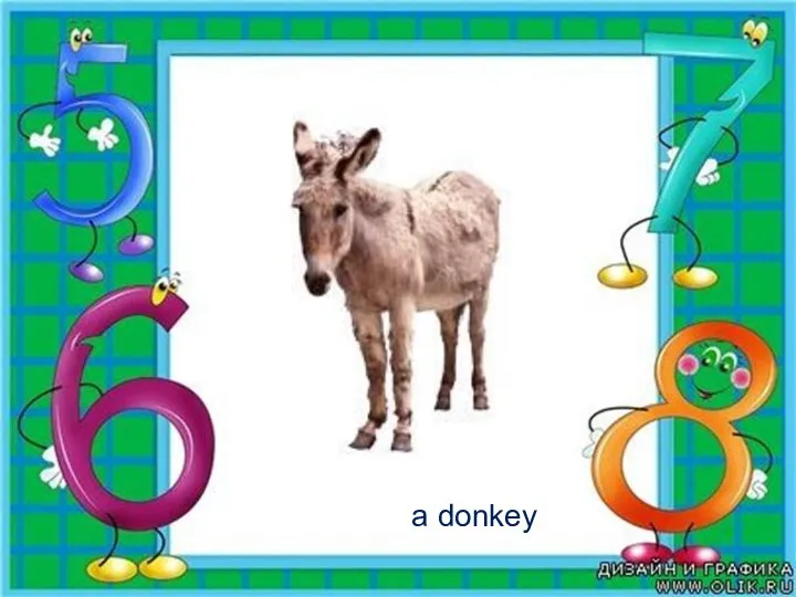 a donkey