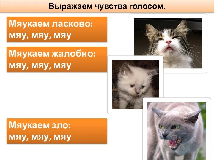 Выражаем чувства голосом. Мяукаем ласково: мяу, мяу, мяу Мяукаем жалобно: мяу, мяу,