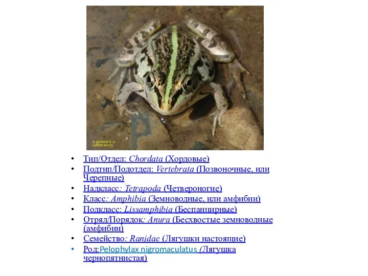 Тип/Отдел: Chordata (Хордовые) Подтип/Подотдел: Vertebrata (Позвоночные, или Черепные) Надкласс: Tetrapoda (Четвероногие) Класс: