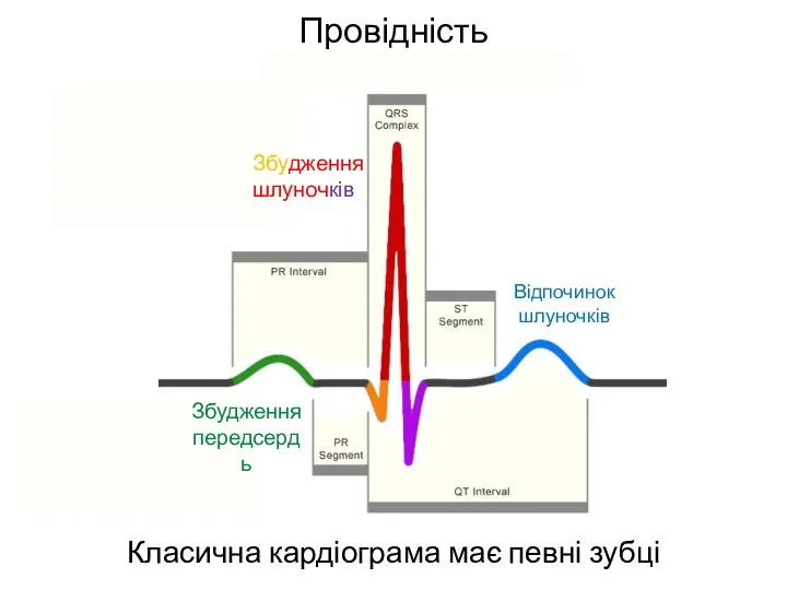 Провідність Класична кардіограма має певні зубці Збудження передсердь Збудження шлуночків Відпочинок шлуночків