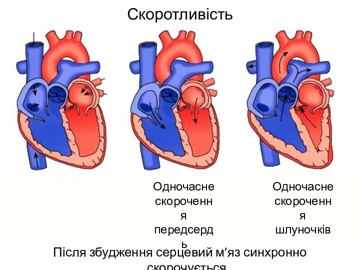 Скоротливість Після збудження серцевий м’яз синхронно скорочується Одночасне скорочення передсердь Одночасне скорочення шлуночків