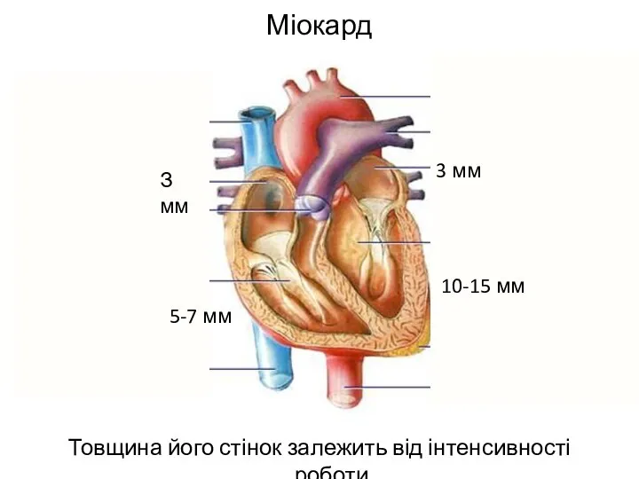 Міокард Товщина його стінок залежить від інтенсивності роботи 10-15 мм 5-7 мм З мм 3 мм