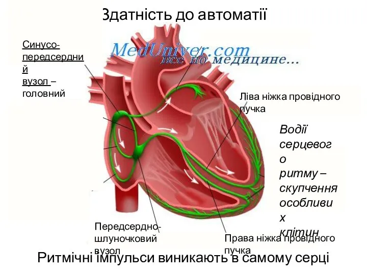 Здатність до автоматії Ритмічні імпульси виникають в самому серці Синусо- передсердний вузол