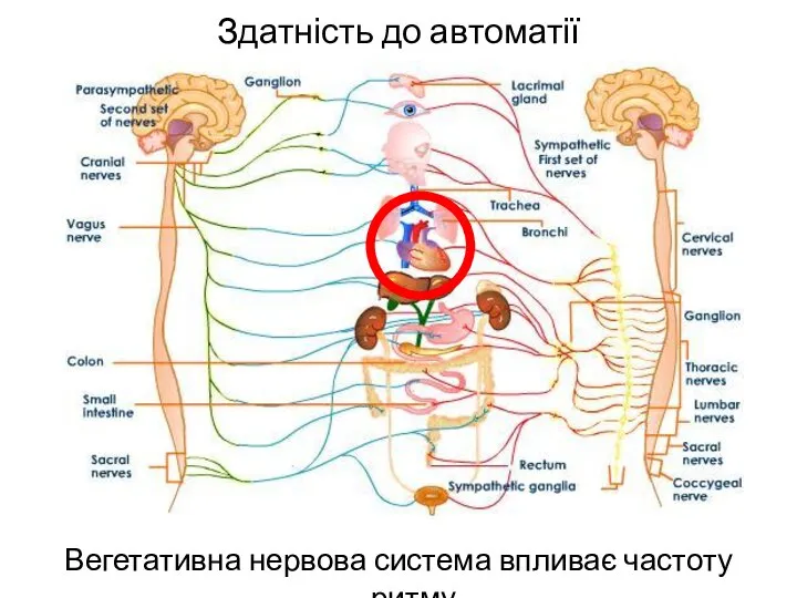 Здатність до автоматії Вегетативна нервова система впливає частоту ритму