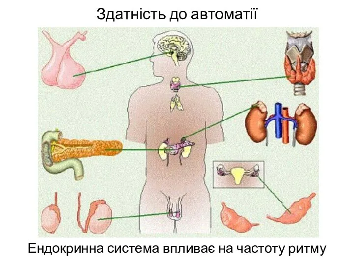 Здатність до автоматії Ендокринна система впливає на частоту ритму