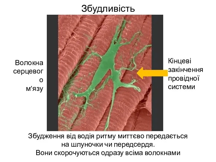 Збудливість Збудження від водія ритму миттєво передається на шлуночки чи передсердя. Вони