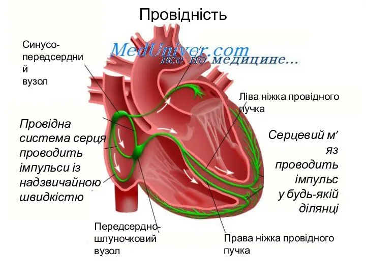 Провідність Синусо- передсердний вузол Передсердно- шлуночковий вузол Права ніжка провідного пучка Ліва