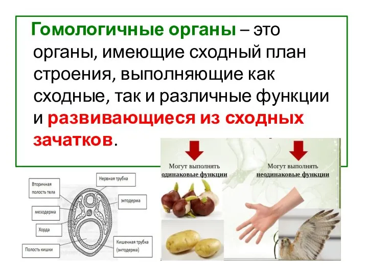 Гомологичные органы – это органы, имеющие сходный план строения, выполняющие как сходные,