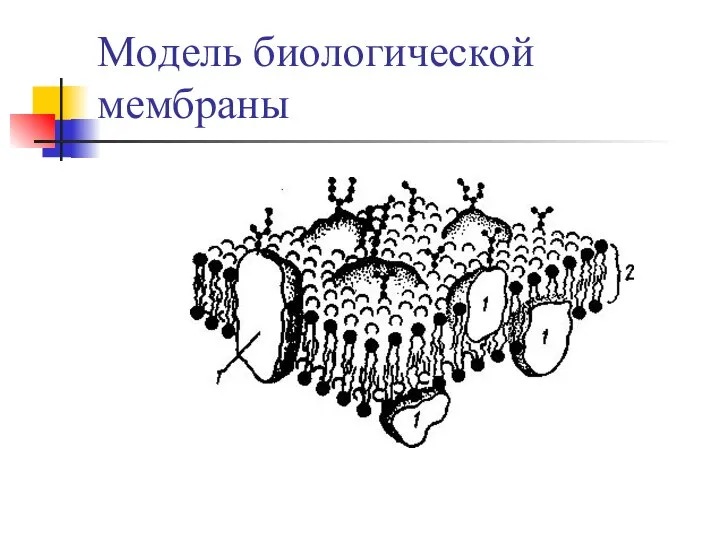 Moдель биoлoгичecкoй мeмбpaны