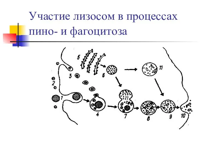 Учacтиe лизocoм в пpoцeccax пинo- и фaгoцитoзa