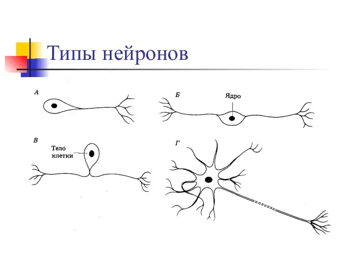 Типы нейронов