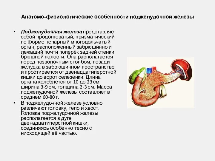 Анатомо-физиологические особенности поджелудочной железы Поджелудочная железа представляет собой продолговатый, призматический по форме