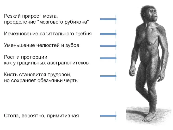 Резкий прирост мозга, преодоление "мозгового рубикона" Исчезновение сагиттального гребня Уменьшение челюстей и