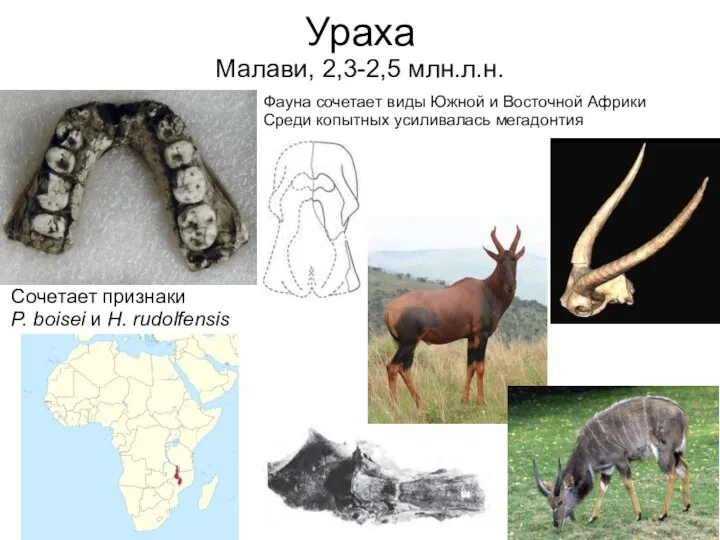 Сочетает признаки P. boisei и H. rudolfensis Ураха Малави, 2,3-2,5 млн.л.н. Фауна