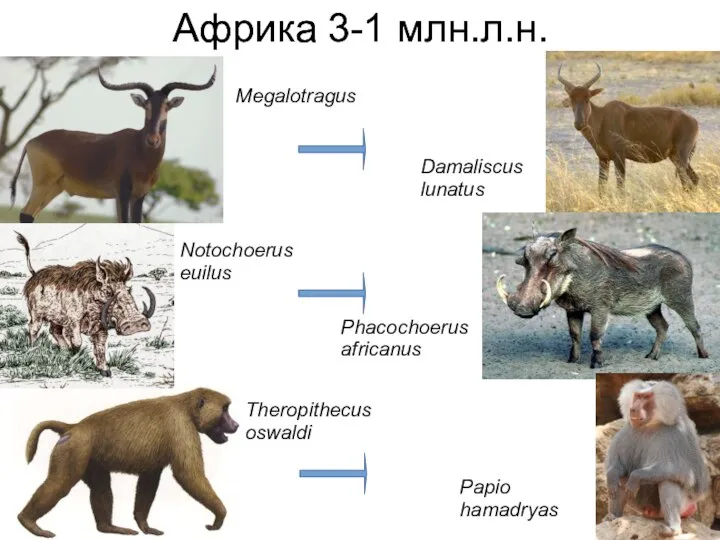 Notochoerus euilus Theropithecus oswaldi Phacochoerus africanus Африка 3-1 млн.л.н. Африка 3-1 млн.л.н.