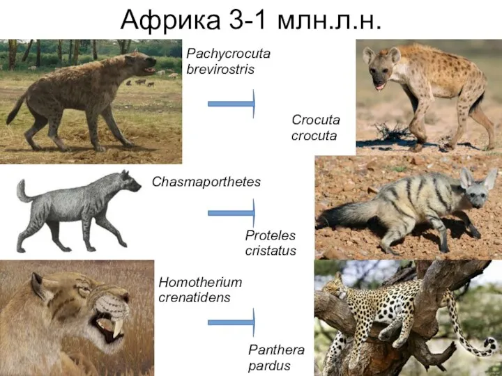 Chasmaporthetes Pachycrocuta brevirostris Homotherium crenatidens Crocuta crocuta Proteles cristatus Panthera pardus Африка 3-1 млн.л.н.