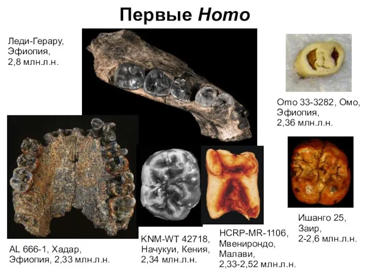 Первые Homo KNM-WT 42718, Начукуи, Кения, 2,34 млн.л.н. AL 666-1, Хадар, Эфиопия,
