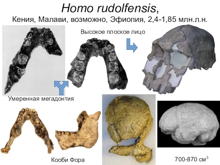 700-870 см3 Кооби Фора Homo rudolfensis, Кения, Малави, возможно, Эфиопия, 2,4-1,85 млн.л.н.