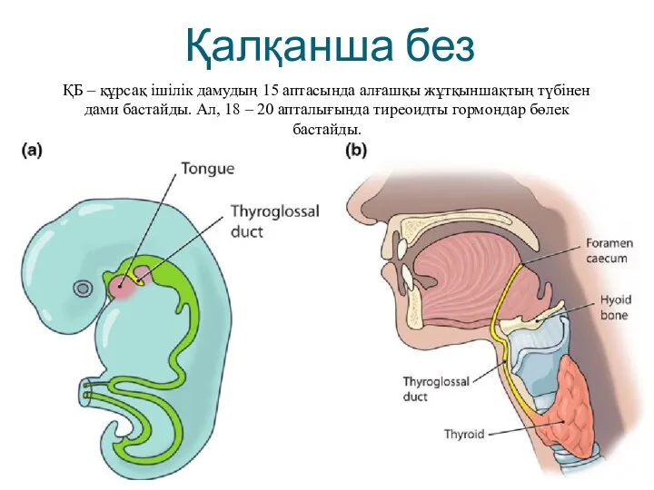 Қалқанша без ҚБ – құрсақ ішілік дамудың 15 аптасында алғашқы жұтқыншақтың түбінен