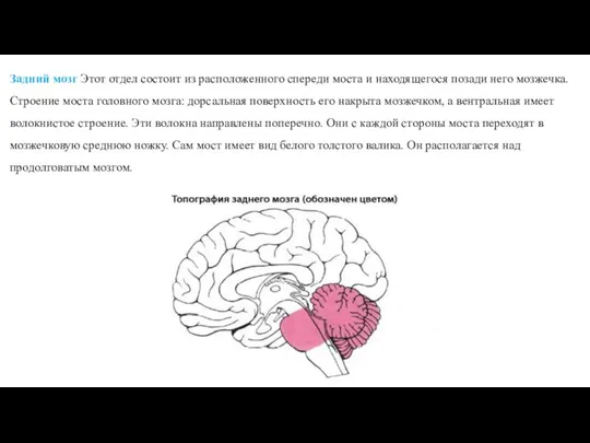 Задний мозг Этот отдел состоит из расположенного спереди моста и находящегося позади