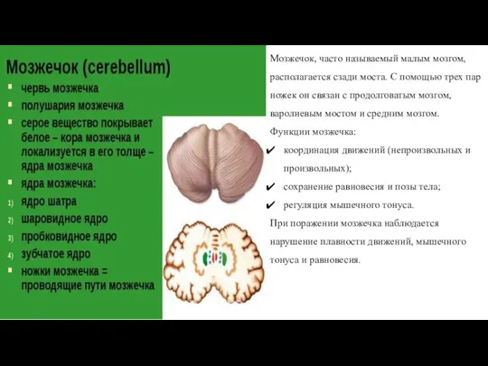 Мозжечок, часто называемый малым мозгом, располагается сзади моста. С помощью трех пар