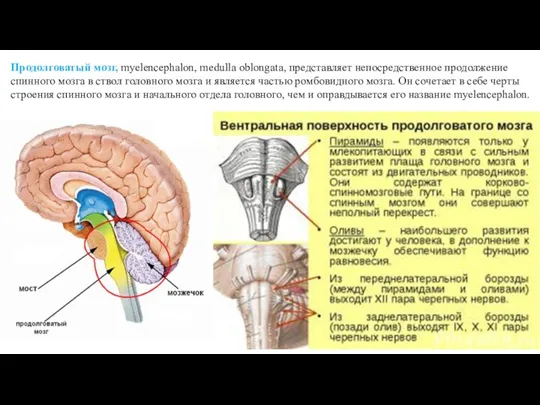 Продолговатый мозг, myelencephalon, medulla oblongata, представляет непосредственное продолжение спинного мозга в ствол