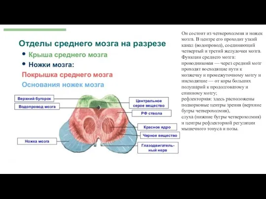 Он состоит из четверохолмия и ножек мозга. В центре его проходит узкий