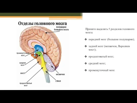 Принято выделять 5 разделов головного мозга: передний мозг (большие полушария); задний мозг