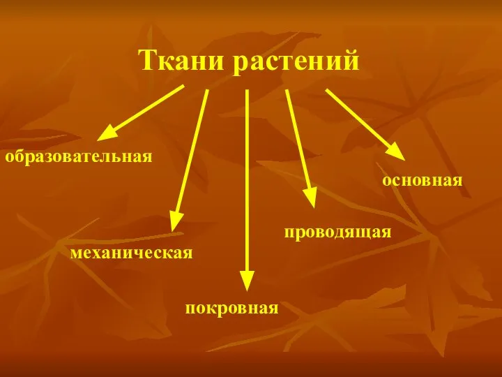 Ткани растений образовательная механическая покровная проводящая основная