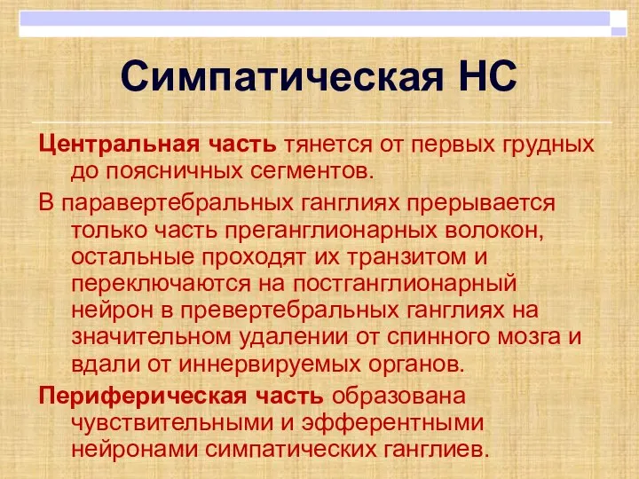 Центральная часть тянется от первых грудных до поясничных сегментов. В паравертебральных ганглиях