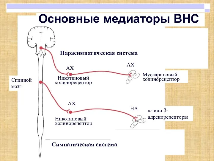 Спинной мозг Мускариновый холинорецептор α- или β- адренорецепторы Никотиновый холинорецептор АХ Основные