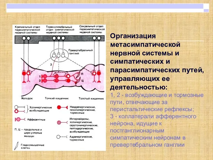 Организация метасимпатической нервной системы и симпатических и парасимпатических путей, управляющих ее деятельностью: