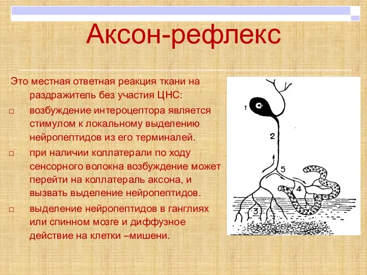 Аксон-рефлекс Это местная ответная реакция ткани на раздражитель без участия ЦНС: возбуждение