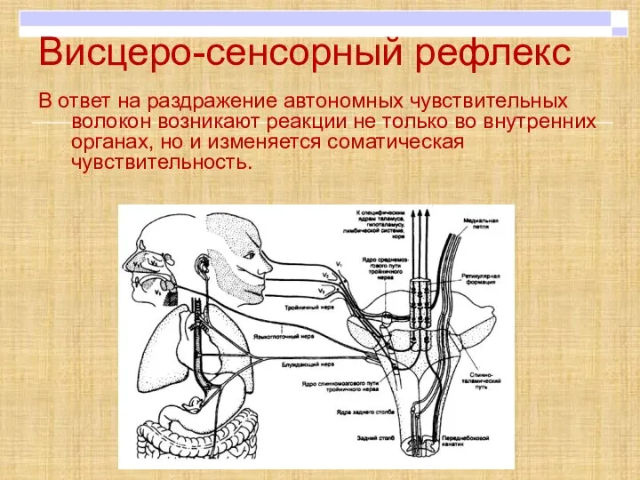 Висцеро-сенсорный рефлекс В ответ на раздражение автономных чувствительных волокон возникают реакции не