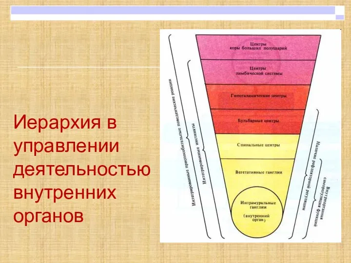 Иерархия в управлении деятельностью внутренних органов