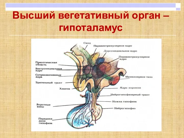 Высший вегетативный орган – гипоталамус