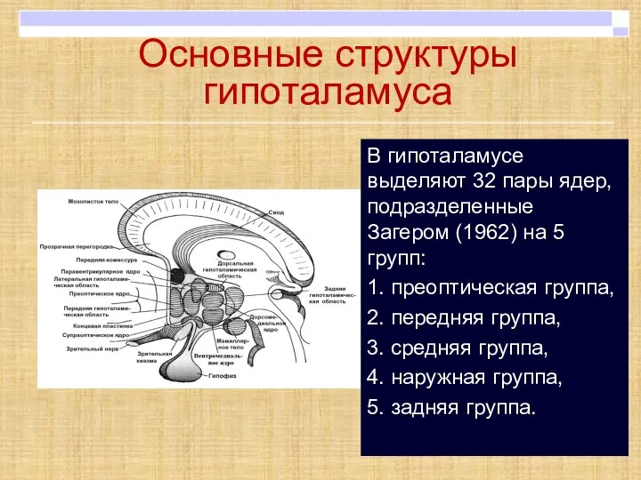 Основные структуры гипоталамуса В гипоталамусе выделяют 32 пары ядер, подразделенные Загером (1962)