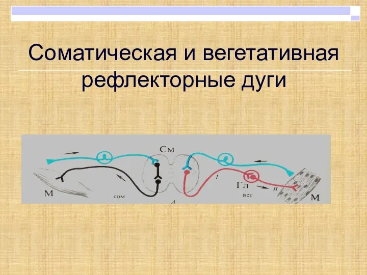 Соматическая и вегетативная рефлекторные дуги