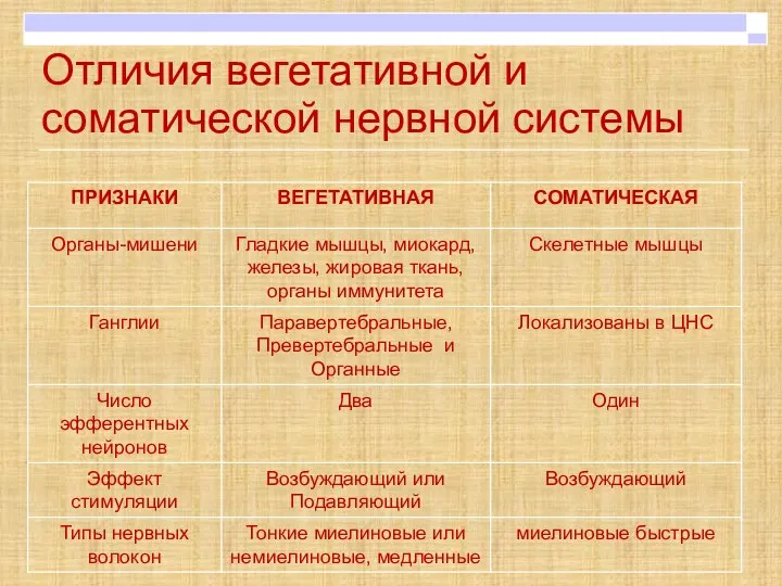 Отличия вегетативной и соматической нервной системы