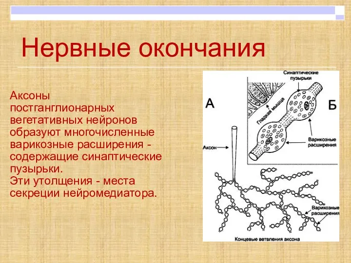 Нервные окончания Аксоны постганглионарных вегетативных нейронов образуют многочисленные варикозные расширения - содержащие