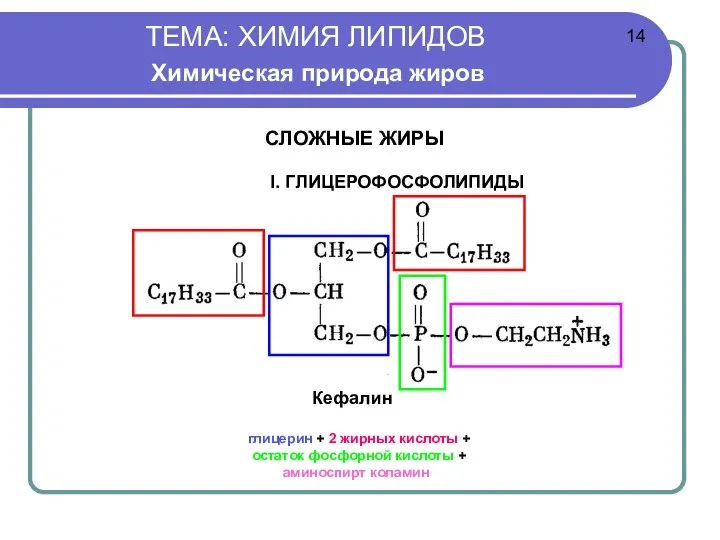 ТЕМА: ХИМИЯ ЛИПИДОВ Химическая природа жиров Кефалин глицерин + 2 жирных кислоты